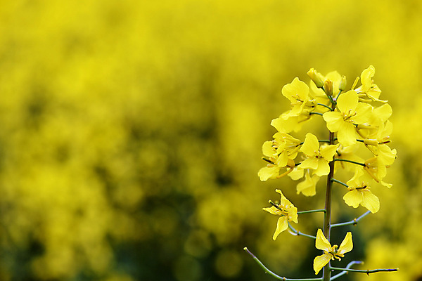 포토 JPG 해외이미지 식물 계절 꽃 백그라운드 밭 농업 자연 씨앗 사람없음 야외 초록색 여름 농작물 농장 노란색 환경 봄 에너지 벚꽃 시골 개화 유채 밭일 카놀라 세련 해외포토 산업 컬러 생태계 파일형식 이미지허브