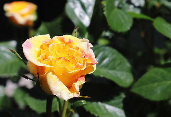 포토 JPG 해외이미지 식물 꽃잎 꽃 분홍색 꽃다발 백그라운드 잎 꽃무늬 자연 발렌타인데이 선물 사랑 사람없음 야외 빨간색 초록색 여름 컬러풀 뷰티 장미 노란색 정원 봄 공백 벚꽃 흰색 신선 개화 보케 내추럴 카피스페이스 해외포토 계절 감정 컬러 무늬 데이이벤트 생태계 파일형식 이미지허브