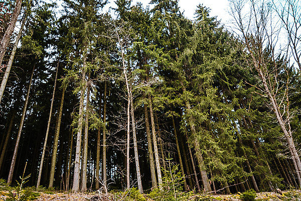 포토 JPG 해외이미지 나무 식물 계절 공원 잎 자연 하늘 풍경 사람없음 야외 목재 빛 환경 어둠 활발 성장 시골 소나무 숲 땅 장면 내추럴 해외포토 공공시설 컨셉 재료 생태계 파일형식 이미지허브