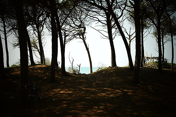 포토 JPG 해외이미지 나무 유럽 바다 자연 휴가 풍경 해변 사람없음 야외 목재 여름 태양 이탈리아 안개 소나무 황무지 분위기 숲 지중해 토스카나 해외포토 자연요소 식물 계절 나라 컨셉 재료 날씨 생태계 파일형식 이미지허브