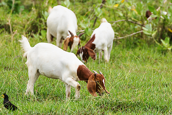 포토 JPG 해외이미지 동물 행복 백그라운드 밭 농업 포유류 태국 자연 염소 사람없음 야외 초록색 컬러풀 뷰티 농장 농경지 걷기 마을 환경 가축 목장 농촌 시골 신선 그룹 양치기 군중 방목 땅 먹기 내추럴 밭일 수유 찰과상 해외포토 직업 감정 산업 아시아 컬러 모션 사람 축산업 상처 생태계 파일형식 이미지허브