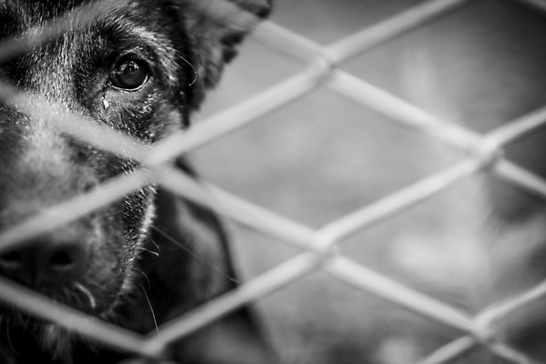 포토 JPG 해외이미지 동물 1 응시 얼굴 포유류 사람없음 울타리 반려동물 슬픔 흰색 기다림 구출 개 달콤 강아지 고독 버리기 눈물 새장 파운드 송곳니 노숙자 입양 혼자 해외포토 시선 감정 컬러 돈 모션 신체부위 담장 도움 맛 치아 케이지 파일형식 이미지허브