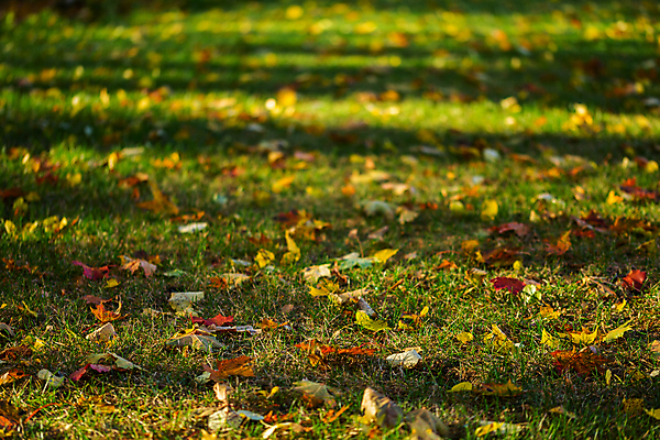 포토 JPG 해외이미지 계절 공원 백그라운드 단풍 잎 패턴 밭 오렌지 자연 아침 건조 그림자 풍경 잔디 사람없음 야외 빨간색 초록색 컬러풀 햇빛 뷰티 갈색 노란색 우주 정원 활발 가을 시골 황금 숲 질감 부드러움 10월 내추럴 블러 진짜 현실 해외포토 주간 식물 공공시설 컬러 컨셉 무늬 농업 과일 태양 감각 날짜 생태계 파일형식 이미지허브