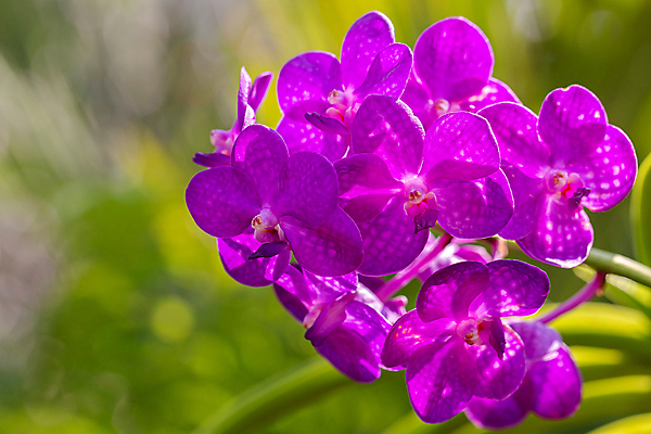 포토 JPG 해외이미지 식물 계절 꽃잎 꽃 줄기 분홍색 꽃다발 백그라운드 잎 꽃무늬 자연 발렌타인데이 사람없음 장식 초록색 여름 컬러풀 뷰티 노란색 정원 보라색 봄 벚꽃 흰색 신선 개화 난초 제비꽃 내추럴 이국적 해외포토 컬러 무늬 데이이벤트 생태계 파일형식 이미지허브