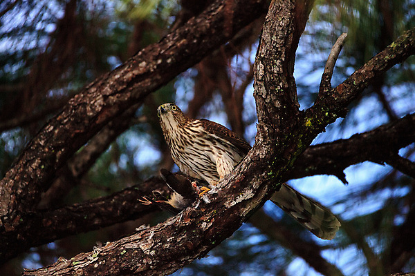 포토 JPG 해외이미지 야생동물 청소년 자연 조류 사람없음 먹기 사냥 육식동물 플로리다 해외포토 동물 모션 사람 미국 생태계 파일형식 이미지허브