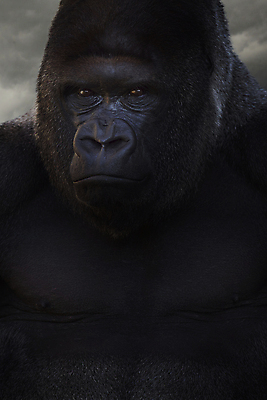 포토 JPG 해외이미지 동물 응시 남자 얼굴 야생동물 백그라운드 포유류 자연 털 동물원 사람없음 검은색 흰색 원숭이 표현 입 은색 위험 리더 유인원 고릴라 노려봄 고립 심각 힘찬 치프 해외포토 시선 컬러 컨셉 표정 사람 신체부위 생태계 파일형식 이미지허브