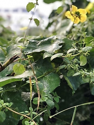 포토 JPG 해외이미지 식물 꽃 음식 줄기 잎 밭 농업 채소 자연 건강 사람없음 초록색 여름 농장 노란색 정원 봄 성장 가을 신선 상추 유기농 후추 내추럴 밭일 해외포토 웰빙 계절 산업 컬러 향신료 생태계 파일형식 이미지허브