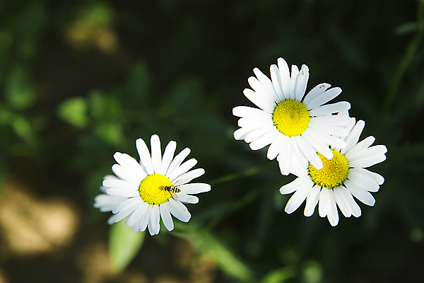 포토 JPG 해외이미지 식물 계절 꽃잎 꽃 곤충 백그라운드 꽃무늬 자연 건강 사람없음 야외 컬러풀 뷰티 노란색 정원 봄 흰색 시골 신선 개화 데이지 내추럴 마르가리타 캐모마일 해외포토 동물 컬러 무늬 칵테일 허브 생태계 파일형식 이미지허브