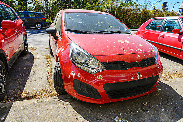 포토 JPG 해외이미지 나무 꽃 자동차 유리 조류 거리 사람없음 빨간색 노란색 흰색 얼룩 주차 아스팔트 먼지 꽃가루 자작나무 제비 해외포토 식물 동물 도로 육상교통 컬러 재질 가루 파일형식 이미지허브