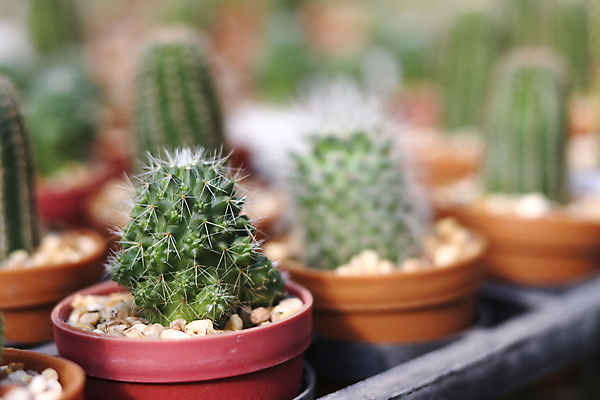 포토 JPG 해외이미지 식물 꽃 화초 백그라운드 컨셉 잎 자연 선인장 주택 건조 사람없음 내부 목재 장식 초록색 여름 정원 꽃병 사막 성장 조약돌 가시 닫기 냄비 소프트포커스 허브 묘사 원예 질감 날카로움 스파이크 찌르기 내추럴 블러 미니멀 해외포토 나무 계절 컬러 재료 모션 촬영기법 취미 건물 돌_바위 솥 생태계 파일형식 이미지허브