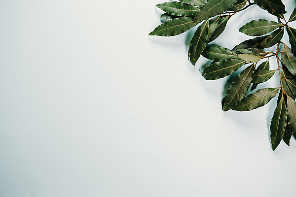 포토 JPG 해외이미지 백그라운드 잎 실내 사람없음 초록색 흰색 카피스페이스 해외포토 식물 컬러 내부 공백 파일형식 이미지허브