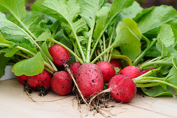 포토 JPG 해외이미지 식물 계절 음식 잎 농업 다이어트 채소 자연 건강 사람없음 여름 농작물 농장 환경 정원 수확 신선 닫기 균형 유기농 생태계 원예 뿌리 건강식 내추럴 밭일 총각무 해외포토 웰빙 산업 모션 취미 무 파일형식 이미지허브
