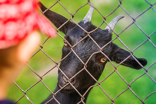 포토 JPG 해외이미지 동물 1 응시 감정 얼굴 어린이 농업 포유류 자연 염소 주택 털 뿔 동물원 사람없음 야외 초록색 울타리 반려동물 햇빛 농장 머리 카메라 금속 검은색 가축 놀람 봄 자유 시골 소 찡그림 큼 호기심 바보 총구 해외포토 시선 계절 산업 컬러 컨셉 재질 표정 사람 건물 신체부위 전자제품 담장 태양 크기 생태계 파일형식 이미지허브