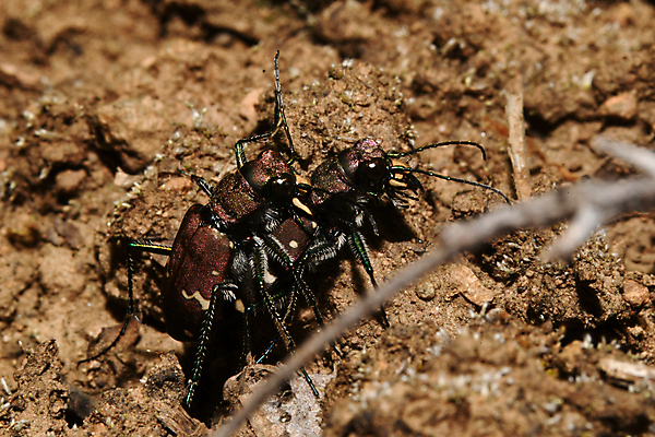 포토 JPG 해외이미지 동물 나비 곤충 절지류 자연 사람없음 숲 딱정벌레 해외포토 생태계 파일형식 이미지허브