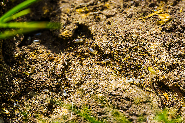 포토 JPG 해외이미지 동물 유럽 아시아 지구 곤충 가족 종류 동양인 사람없음 반려동물 정원 계란 검은색 미국 그룹 터널 벌레 둥지 애벌레 개미 기생충 니제르 땅바닥 식민지 이국적 해외포토 나라 길 컬러 북아메리카 관계 바닥 인종 알 바이러스 파일형식 이미지허브