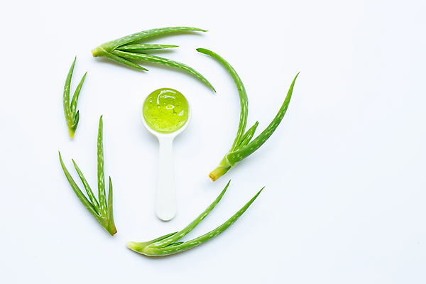 포토 JPG 해외이미지 스튜디오촬영 실내 사람없음 뷰티 흰배경 알로에 해외포토 식물 백그라운드 내부 흰색 파일형식 이미지허브