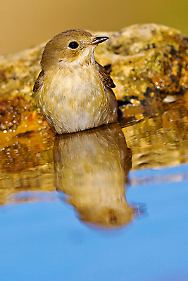 포토 JPG 해외이미지 동물 유럽 음료 야생동물 자연 조류 사람없음 초록색 물 환경 목욕 젖음 다양 연못 스페인 보호 숲 갈증 깃털 생태계 생물학 부리 서식지 동물상 무료 보호구역 생태학 해외포토 자연요소 교육 나라 컬러 다수 컨셉 조형물 청결 구역 파일형식 이미지허브