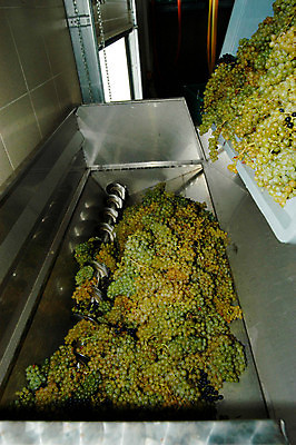 포토 JPG 해외이미지 농업 포도 사람없음 와인 수확 긴급 오스트리아 선택 해외포토 유럽 산업 컨셉 과일 주류 파일형식 이미지허브