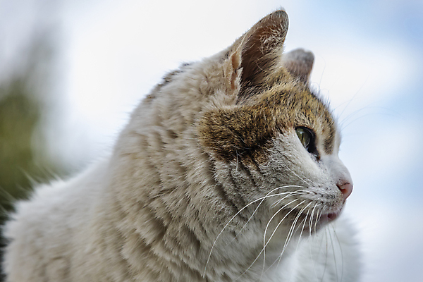 포토 JPG 해외이미지 동물 디자인 응시 행복 백그라운드 장난 포유류 주택 털 실내 사랑 사람없음 그래픽 반려동물 갈색 귀여움 검은색 고양이 우정 회색 흰색 잠 플랫 닫기 만화 모피 그림 얼룩무늬 솜털 거짓말 고립 기르기 유래 해외포토 시선 감정 컬러 컨셉 무늬 모션 내부 건물 친구 돌봄 파일형식 이미지허브