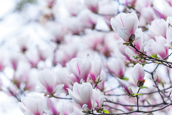 포토 JPG 해외이미지 주간 풍경 사람없음 야외 아웃포커스 봄 목련 해외포토 자연요소 계절 꽃 촬영기법 파일형식 이미지허브