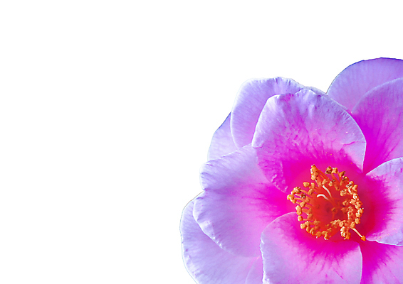 포토 JPG 해외이미지 식물 템플릿 디자인 기념일 꽃 종이 분홍색 결혼 백그라운드 잎 자연 결혼식 문구용품 봉투 발렌타인데이 사랑 사람없음 장식 뷰티 장미 인사 신용카드 레이아웃 신분 초대 내추럴 장례 해외포토 감정 컬러 데이이벤트 이벤트 금융 예절 오브젝트 생태계 파일형식 이미지허브