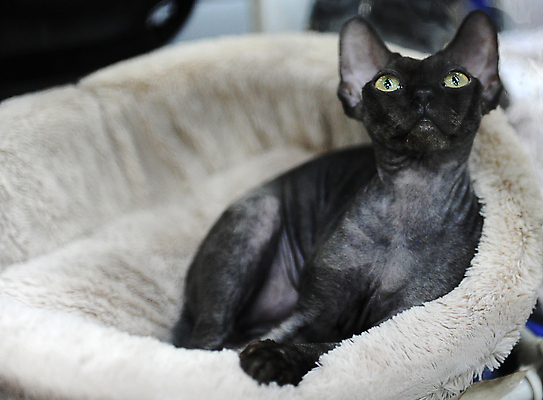 포토 JPG 해외이미지 동물 1 응시 공원 백그라운드 포유류 거리 털 사람 이벤트 사람없음 빨간색 반려동물 세일 고양이 경쟁 전시 흰색 전시회 쇼 새장 얼룩무늬 주인 노숙자 기르기 무료 시범 우울증 헬프 해외포토 시선 공공시설 컬러 컨셉 무늬 도움 질병 돌봄 케이지 파일형식 이미지허브