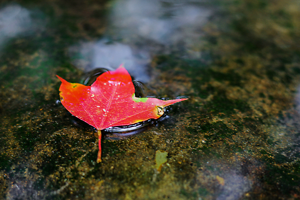 포토 JPG 해외이미지 나무 식물 계절 공원 아시아 여행 백그라운드 단풍 잎 겨울 오렌지 태국 자연 하늘 풍경 사람없음 야외 빨간색 초록색 물 여름 빛 컬러풀 뷰티 노란색 환경 일본 봄 가을 나뭇가지 신선 소프트포커스 숲 질감 내추럴 전국 해외포토 자연요소 공공시설 나라 컬러 과일 촬영기법 생태계 파일형식 이미지허브