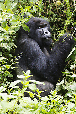 포토 JPG 해외이미지 동물 공원 남자 야생동물 여행 포유류 아프리카 자연 초식동물 산 앉기 성인 사람없음 어둠 힘 은색 숲 큼 사파리 화산 멸종 유인원 고릴라 르완다 전국 힘찬 해외포토 공공시설 나라 컬러 컨셉 모션 사람 크기 생태계 파일형식 이미지허브