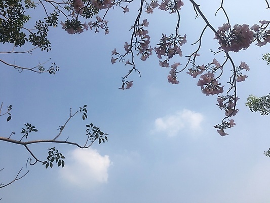 포토 JPG 해외이미지 나무 식물 계절 공원 꽃잎 꽃 분홍색 백그라운드 잎 꽃무늬 태국 자연 하늘 열대 그림자 풍경 사람없음 야외 목재 초록색 여름 파란색 햇빛 뷰티 환경 정원 봄 벚꽃 흰색 나뭇가지 신선 개화 숲 내추럴 해외포토 공공시설 아시아 컬러 무늬 재료 태양 생태계 파일형식 이미지허브