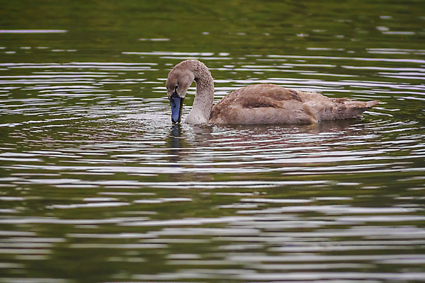 포토 JPG 해외이미지 동물 호수 야생동물 바다 백그라운드 가족 자연 조류 아침 사랑 사람없음 야외 물 빛 강 뷰티 반사 평화 귀여움 수영 거울 흰색 하트 연못 황무지 우아함 심볼 깃털 부리 백조 장면 내추럴 고립 단아함 벙어리 웅장함 해외포토 주간 자연요소 모양 감정 컬러 컨셉 관계 수상스포츠 생태계 파일형식 이미지허브