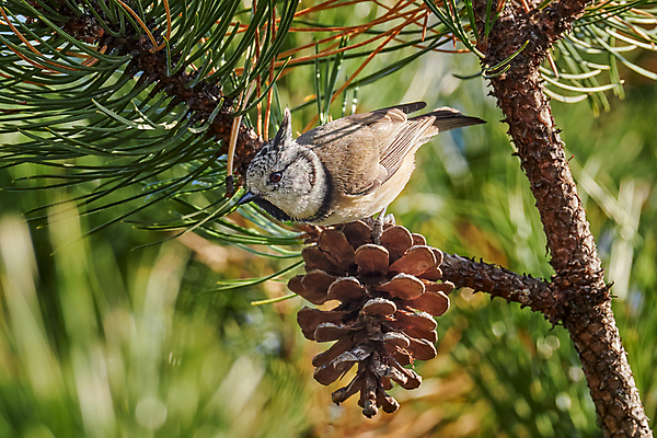 포토 JPG 해외이미지 나무 동물 유럽 야생동물 날개 자연 조류 왕관 앉기 사람없음 야외 가로 햇빛 환경 나뭇가지 분위기 개 숲 작음 집중 깃털 생태계 꼬리 부리 심플 갈기 서식지 감탄 생태학 부족함 해외포토 식물 교육 나라 컨셉 포유류 모션 태양 크기 파일형식 이미지허브