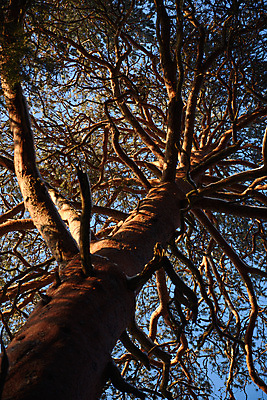 포토 JPG 해외이미지 나무 식물 계절 공원 백그라운드 크리스마스 겨울 자연 하늘 추상 풍경 사람없음 야외 목재 초록색 파란색 빛 뷰티 갈색 환경 맑음 냉동 일몰 추위 흰색 나뭇가지 시골 소나무 숲 큼 질감 서리 장면 나무껍질 북쪽 마법 내추럴 옛날 해외포토 공공시설 기념일 컬러 무늬 재료 날씨 노을 껍질 크기 방향 생태계 파일형식 이미지허브