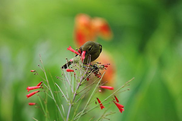 포토 JPG 해외이미지 나무 동물 공원 야생동물 날개 자연 조류 앉기 사람없음 빨간색 초록색 컬러풀 정원 검은색 나뭇가지 깃털 부리 해외포토 식물 공공시설 컬러 모션 생태계 파일형식 이미지허브