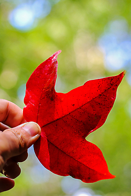 포토 JPG 해외이미지 나무 식물 계절 공원 아시아 여행 백그라운드 단풍 잎 겨울 오렌지 태국 자연 하늘 풍경 사람없음 야외 빨간색 초록색 물 여름 빛 컬러풀 뷰티 노란색 환경 일본 봄 가을 나뭇가지 신선 소프트포커스 숲 질감 내추럴 전국 해외포토 자연요소 공공시설 나라 컬러 과일 촬영기법 생태계 파일형식 이미지허브