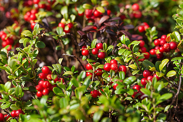 포토 JPG 해외이미지 열매 음식 잎 자연 사람없음 빨간색 여름 모임 수확 나뭇가지 신선 닫기 숲 수집 땅바닥 해외포토 나무 식물 계절 컬러 농업 모션 바닥 생태계 파일형식 이미지허브