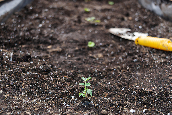 포토 JPG 해외이미지 식물 백인 꽃 행복 화분 잎 토마토 채소 자연 엄마 주택 함께함 실내 사람없음 목재 초록색 뷰티 환경 정원 성장 공구 삽 원예 호스 국산 개발 돌봄 모종 심기 해외포토 서양인 나무 감정 컬러 컨셉 재료 가족 모션 취미 내부 건물 도구 생태계 파일형식 이미지허브