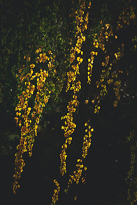 포토 JPG 해외이미지 나무 식물 계절 공원 백그라운드 단풍 잎 자연 날씨 따뜻함 사람없음 야외 초록색 태양 노란색 광선 나뭇가지 황금 9월 자작나무 10월 내추럴 오리지널 해외포토 자연요소 공공시설 컬러 날짜 생태계 파일형식 이미지허브