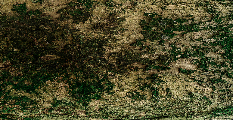 포토 JPG 해외이미지 나무 식물 디자인 선 벽 백그라운드 패턴 자연 표면 추상 건조 이끼 사람없음 야외 목재 초록색 갈색 환경 껍질 시간 거친 확대 보호 숲 피부 묘사 유기농 질감 통나무 먼지 나무껍질 잡동사니 내추럴 그런지 수목 썩음 옛날 울퉁불퉁 노화 해외포토 웰빙 컬러 컨셉 무늬 재료 신체부위 생태계 파일형식 이미지허브