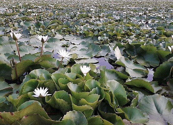 포토 JPG 해외이미지 나무 식물 계절 공원 꽃잎 꽃 아시아 호수 여행 백그라운드 잎 꽃무늬 태국 자연 하늘 아침 휴가 열대 그림자 사람없음 야외 초록색 물 강 햇빛 뷰티 노란색 일출 정원 일몰 봄 새벽 벚꽃 흰색 연못 개화 저녁 내추럴 해외포토 주간 자연요소 공공시설 나라 컬러 무늬 태양 노을 야간 생태계 파일형식 이미지허브