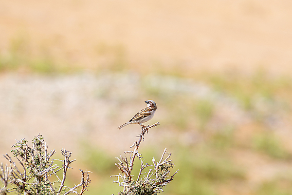 포토 JPG 해외이미지 교육 아시아 야생동물 모래 과학 중동 자연 조류 건조 종류 사람없음 초록색 갈색 사막 나뭇가지 깃털 부리 아라비아 동쪽 내추럴 아랍에미리트 고립 카피스페이스 해외포토 나무 동물 나라 컬러 공백 방향 생태계 파일형식 이미지허브