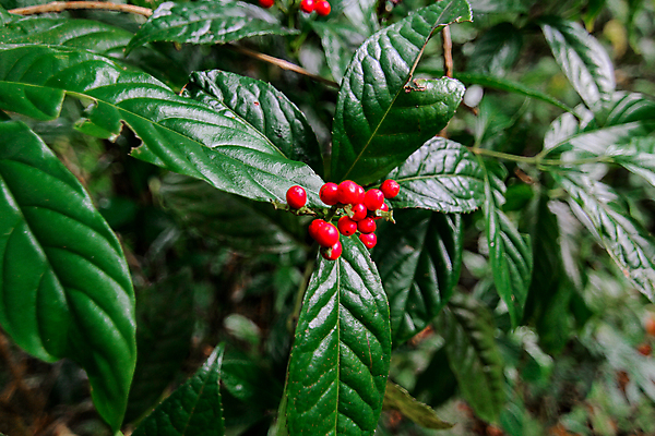 포토 JPG 해외이미지 식물 계절 꽃 여행 백그라운드 잎 태국 자연 아침 추상 휴가 산 풍경 사람없음 야외 초록색 여름 햇빛 태양 뷰티 노란색 정원 검은색 봄 성장 벚꽃 흰색 신선 숲 내추럴 해외포토 주간 자연요소 아시아 컬러 무늬 생태계 파일형식 이미지허브