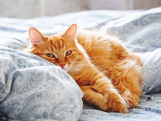 포토 JPG 해외이미지 한마리 휴식 실내 사람없음 반려동물 햇빛 고양이 이불 침대 낮잠 시트 반려묘 해외포토 동물 1 가구 컨셉 포유류 침구 내부 태양 잠 파일형식 이미지허브