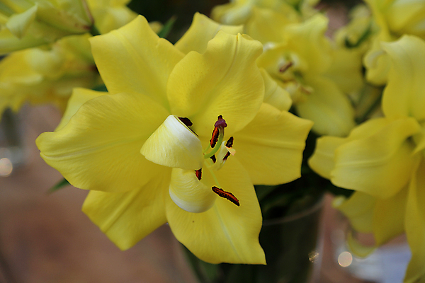 포토 JPG 해외이미지 식물 계절 꽃잎 꽃 백그라운드 잎 꽃무늬 자연 사람없음 장식 초록색 뷰티 정원 벚꽃 개화 닫기 그림 원예 내추럴 뒤뜰 영원 온실 해외포토 컬러 무늬 모션 취미 생태계 파일형식 이미지허브