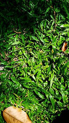 포토 JPG 해외이미지 식물 디자인 공원 스포츠 백그라운드 밭 부분 조류 휴식 미술 앉기 잔디 사람없음 초록색 우주 환경 정원 축구 봄 공백 성장 칼날 정상 땅 에코 질감 머리위 내추럴 평야 그리너리 해외포토 동물 계절 공공시설 컬러 컨셉 농업 모션 자연 문화예술 구기 파일형식 트랜드컬러 이미지허브