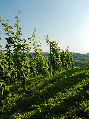 포토 JPG 해외이미지 유럽 잎 농업 과일 자연 포도 휴가 풍경 사람없음 야외 초록색 여행객 와인 이탈리아 성장 농촌 시골 언덕 조경 포도밭 포도나무 산기슭 내추럴 양조장 해외포토 식물 나라 산업 컬러 밭 산 주류 사람 과일나무 생태계 파일형식 이미지허브