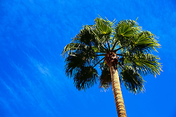 포토 JPG 해외이미지 나무 식물 모래 바다 섬 여행 벽지 하늘 휴식 열대 손바닥 풍경 사람없음 물 야자수 맑음 장면 태평양 코코넛 천국 이웃 남쪽 발견 내추럴 공화국 이국적 터키석 파라다이스 플로리다 해외포토 자연요소 손 나라 컨셉 과일 날씨 미국 보석 방향 파일형식 이미지허브