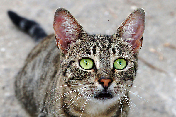 포토 JPG 해외이미지 동물 1 얼굴 백그라운드 장난 포유류 자연 털 사람없음 야외 초록색 반려동물 정원 고양이 회색 흰색 노숙자 해외포토 컬러 신체부위 생태계 파일형식 이미지허브