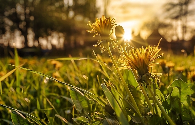 포토 JPG 해외이미지 식물 계절 꽃 백그라운드 밭 자연 하늘 풍경 사람없음 야외 초록색 여름 햇빛 태양 노란색 일출 환경 정원 일몰 봄 활발 벚꽃 시골 민들레 장면 내추럴 수평선 해외포토 자연요소 컬러 컨셉 농업 노을 생태계 파일형식 이미지허브