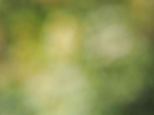 포토 JPG 해외이미지 백그라운드 패턴 자연 표면 추상 사람없음 초록색 공백 질감 보케 부드러움 블러 그리너리 해외포토 컬러 무늬 감각 생태계 파일형식 트랜드컬러 이미지허브