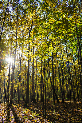 포토 JPG 해외이미지 나무 공원 잎 하늘 불꽃 사람없음 빛 컬러풀 햇빛 태양 노란색 맑음 광선 가을 황금 숲 11월 러시아 자작나무 10월 해외포토 자연요소 식물 계절 공공시설 유럽 컬러 불 날씨 날짜 파일형식 이미지허브